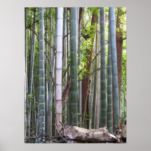 Japansk jätte- bambuskog, Sagano, Kyoto, Japan Poster