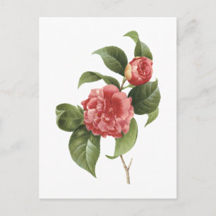 Japansk kamelia (Camellia japonica) av Redouté Vykort
