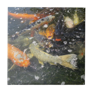 Japansk karp Koi Fish Swimming Kakelplatta