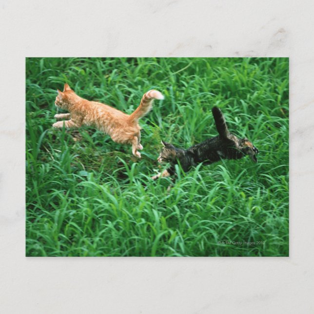 Japansk katt 3 vykort (Framsida)