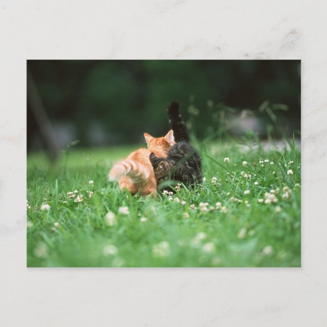 Japansk katt 4 vykort (Framsida)