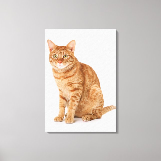 Japansk katt 6 canvastryck (Framsida)