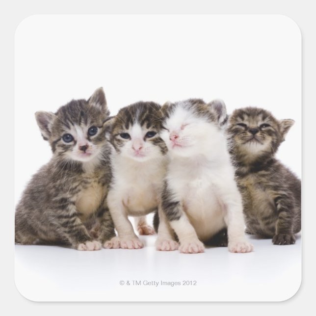 Japansk katt fyrkantigt klistermärke (Framsida)