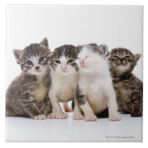 Japansk katt kakelplatta