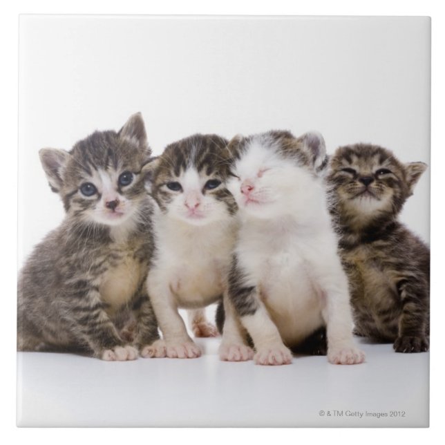 Japansk katt kakelplatta (Framsidan)