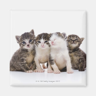 Japansk katt magnet