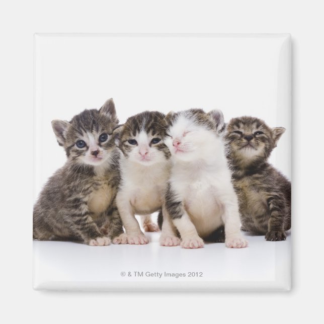 Japansk katt magnet (Framsidan)
