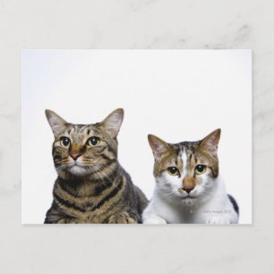 Japansk katt och Manx-katt på vit bakgrund Vykort