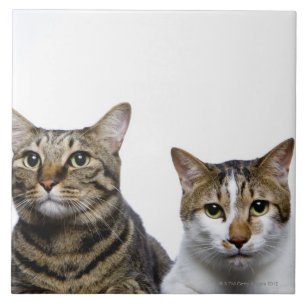 Japansk katt och Manx katt på vitbakgrund Kakelplatta