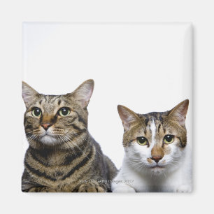 Japansk katt och Manx katt på vitbakgrund Magnet