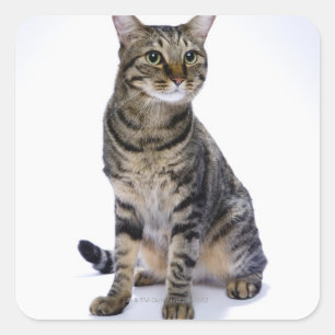 Japansk katt på vit bakgrund fyrkantigt klistermärke