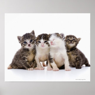 Japansk katt poster