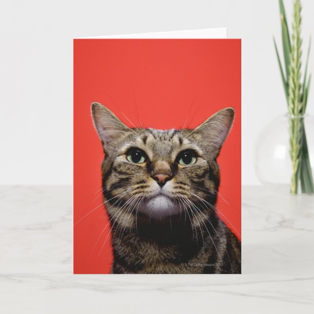 Japansk katt som tittar upp kort (Framsida)