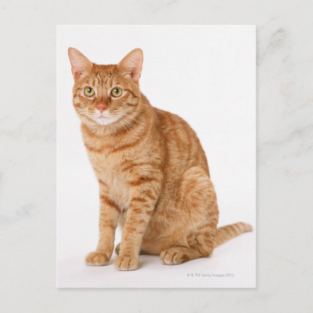 Japansk katt vykort (Framsida)