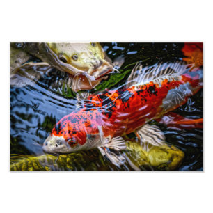 Japansk koi Fish Pond Fototryck