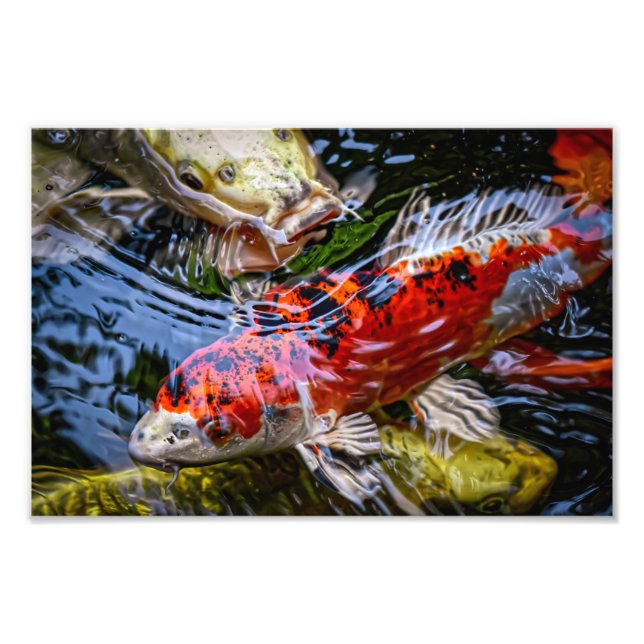 Japansk koi Fish Pond Fototryck (Framsidan)