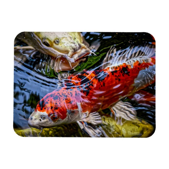 Japansk koi Fish Pond Magnet (Horisontell)
