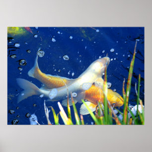 japansk koicarpaffisch poster