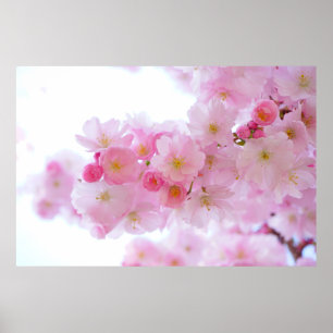 Japansk körsbärs-Blommar Poster