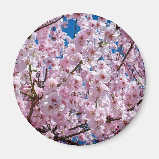 Japansk körsbärsblomma magnet (Framsidan)