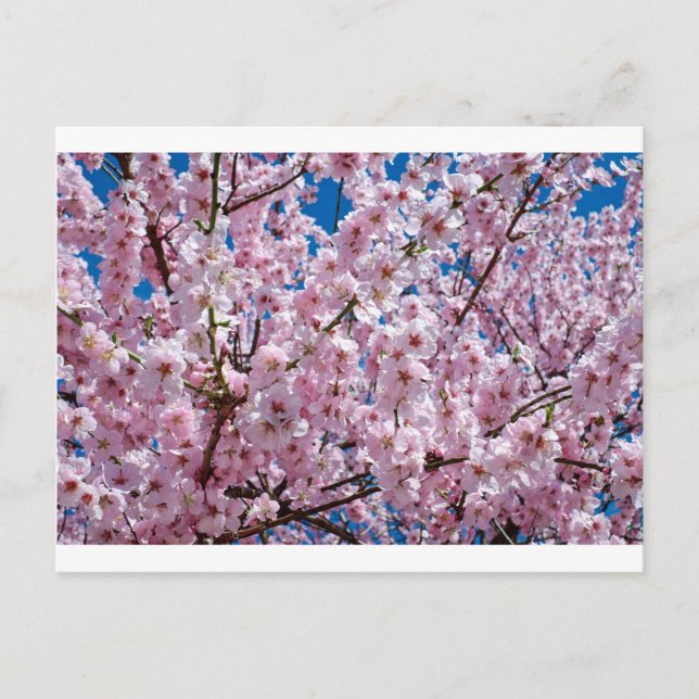Japansk körsbärsblomma vykort (Framsida)