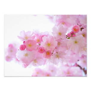 Japansk körsbärsröd blommar fototryck