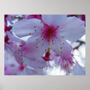 Japansk körsbärsröd blommar poster