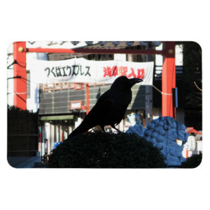 Japansk Kråka Magnet