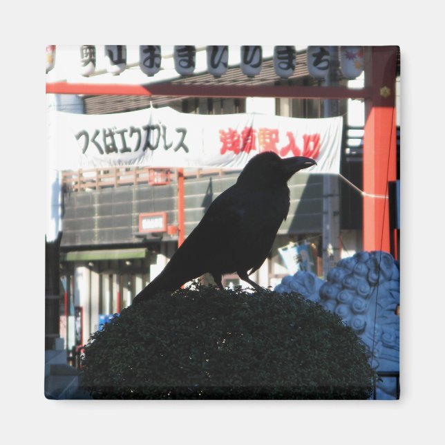 Japansk Kråka Magnet (Framsidan)