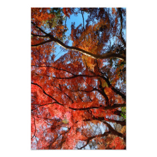Japansk lönn fototryck
