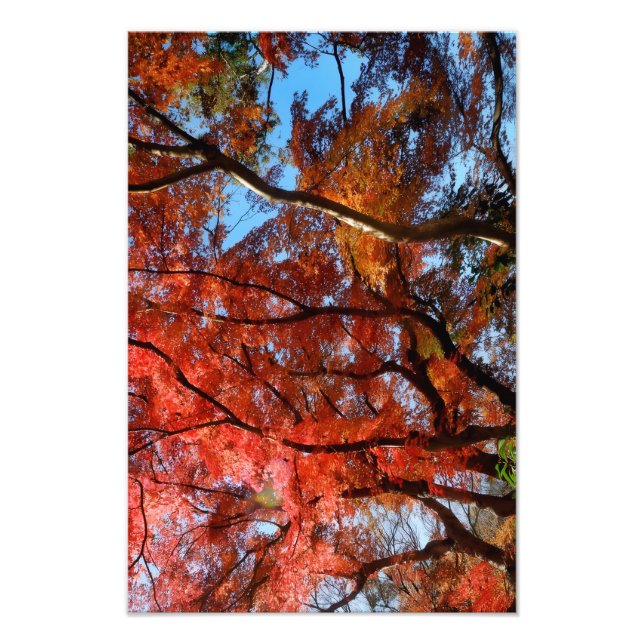 Japansk lönn fototryck (Framsidan)