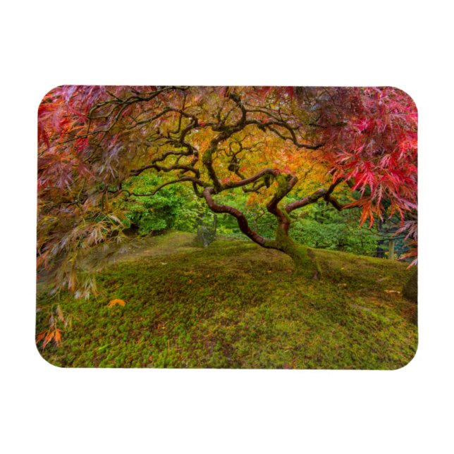 Japansk lönn i höstfärg magnet (Horisontell)