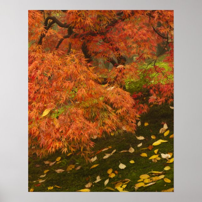 Japansk lönn i höstfärger poster (Framsidan)