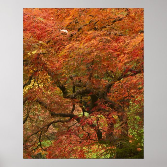 Japansk lönn i höstfärger poster (Framsidan)