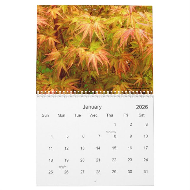 Japansk lönnkalender kalender (Jan 2026)