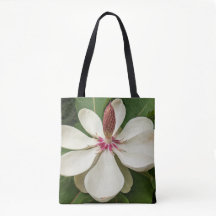 Japansk Magnolia Blommande Blomma