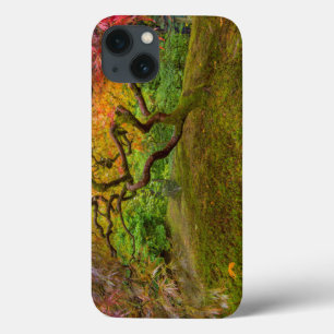 Japansk mapel träd under hösten färg