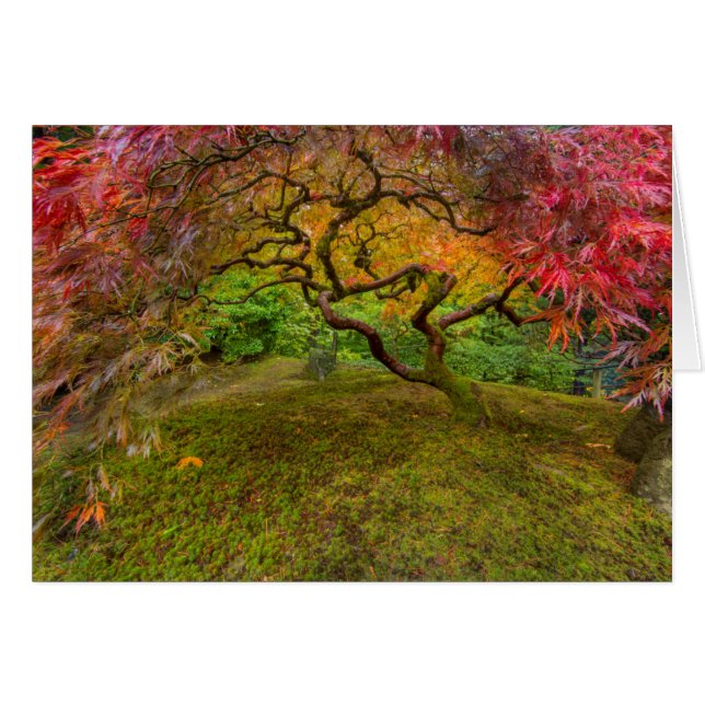 Japansk mapel träd under hösten färg hälsningskort (Framsidan Horizontal)