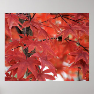 Japansk Maple Träd Fall Foliage Poster