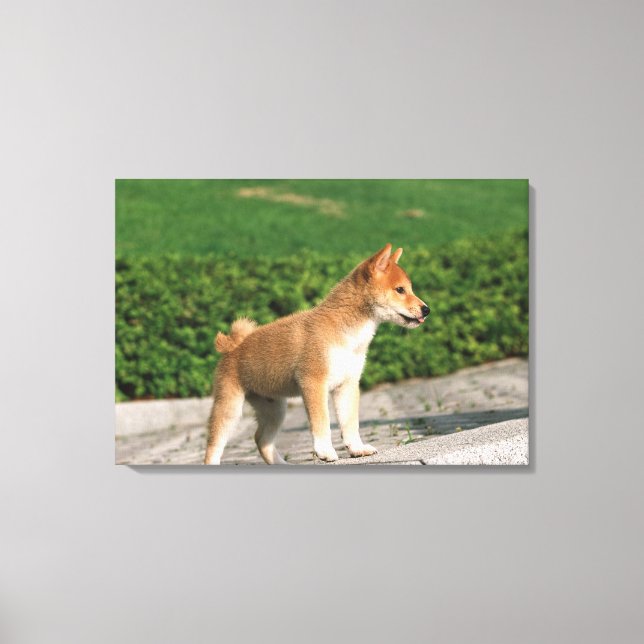 Japansk Midget Shiba 2 Canvastryck (Framsida)