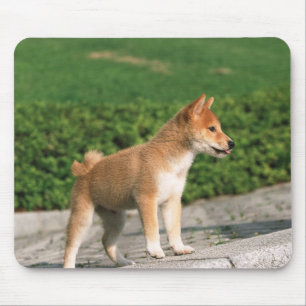 Japansk Midget Shiba 2 Musmatta
