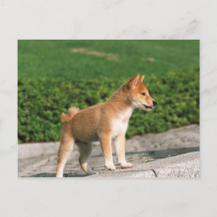 Japansk Midget Shiba 2 Vykort