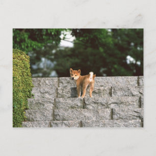 Japansk Midget Shiba 4 Vykort