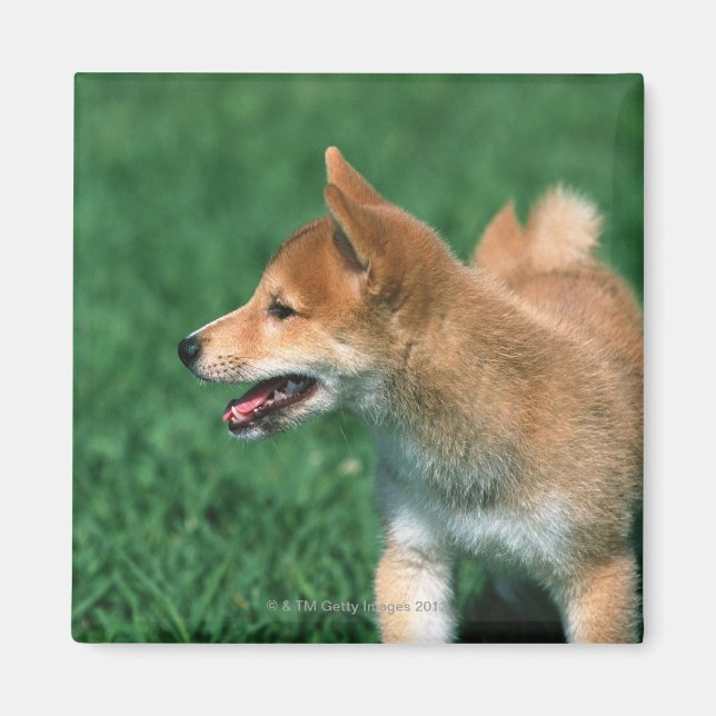 Japansk Midget Shiba Magnet (Framsidan)