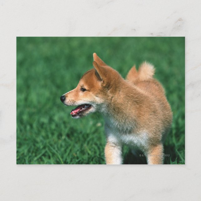 Japansk Midget Shiba Vykort (Framsida)