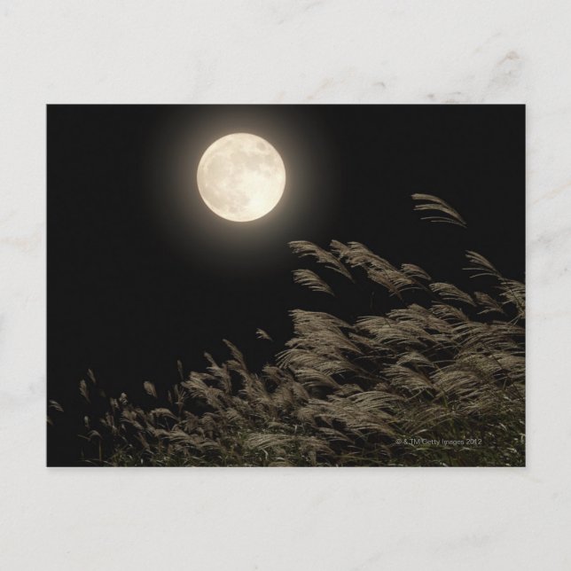 Japansk pampas Grass Vykort (Framsida)