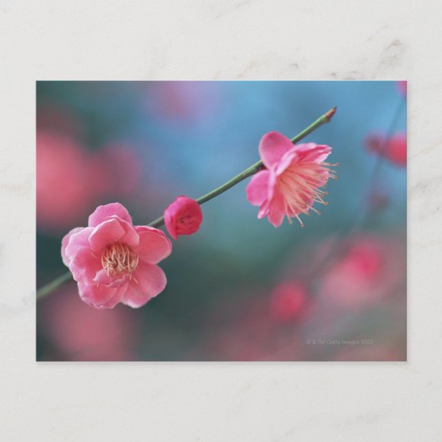 Japansk plommon 4 vykort (Framsida)