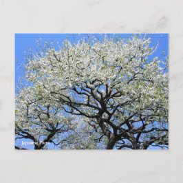 Japansk plommon [vykort] vykort