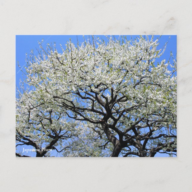 Japansk plommon [vykort] vykort (Framsida)