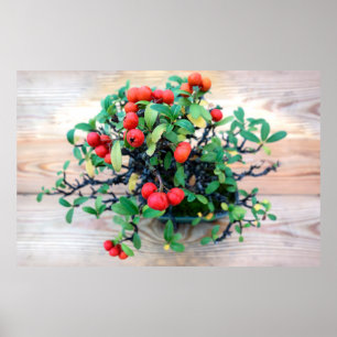 Japansk Pyracantha Bonsai Träd Photo Poster
